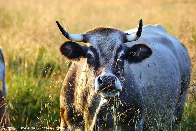 Col de Bonnecombe Vaches Aubrac Loz�re Languedoc-Roussillon Occitanie France www.remylacroixphoto.com