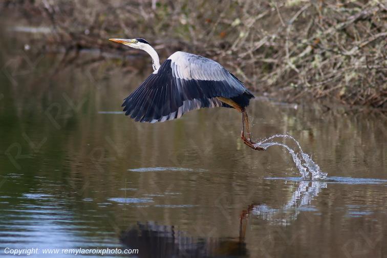 H�ron cendr� en vol Parc Naturel R�gional de la Brenne Centre Val de Loire France www.remylacroixphoto.com