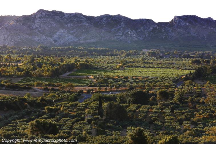 Les Baux de Provence Garrigue Bouches du Rh�ne Provence Alpes C�te d'Azur France PACA www.remylacroixphoto.com