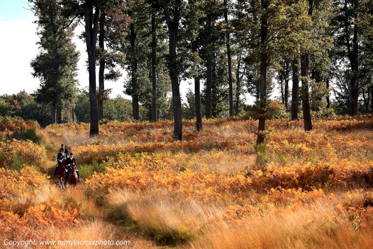Chasse � Courre Tron�ais for�t Allier Auvergne France