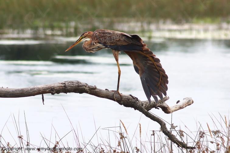 H�ron poupr� Parc Naturel R�gional de la Brenne Centre Val de Loire France www.remylacroixphoto.com