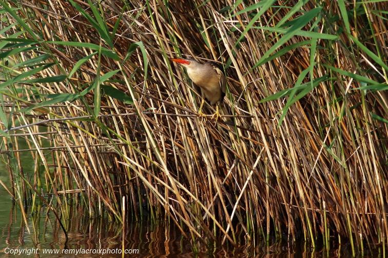 Blongios nain Parc Naturel R�gional de la Brenne Centre Val de Loire France www.remylacroixphoto.com