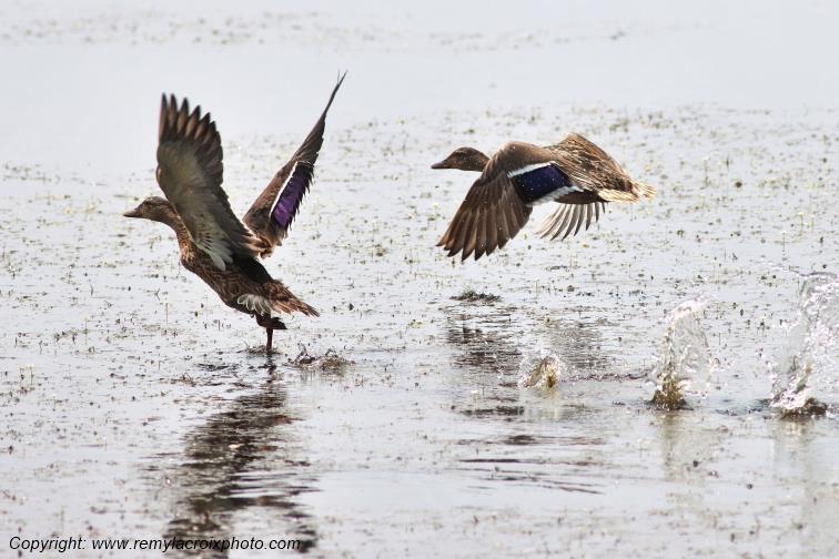 Canards colverts en vol Parc Naturel R�gional de la Brenne Centre Val de Loire France www.remylacroixphoto.com