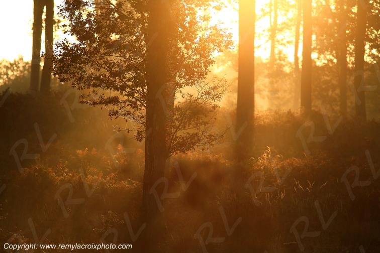 Tron�ais for�t Allier Auvergne France