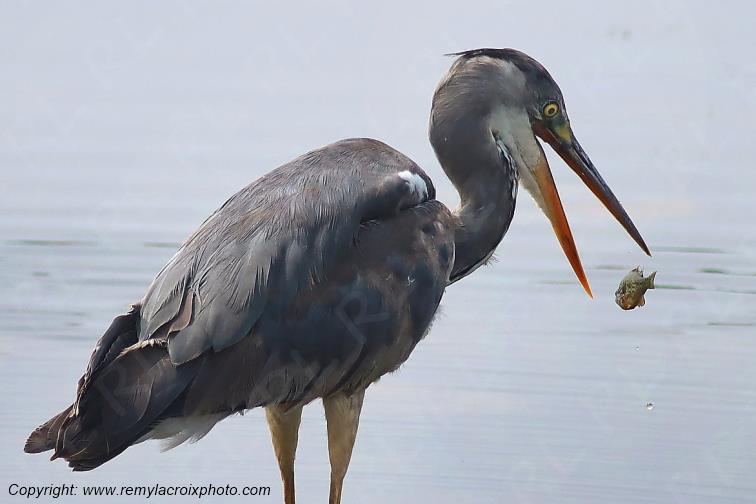 H�ron pourpr� Purple Heron parc naturel r�gional de la Brenne Indre Centre Val de Loire France www.remylacroixphoto.com