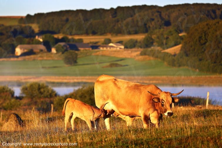 Lac de Salhiens vaches Aubrac Loz�re Languedoc-Roussillon Occitanie France www.remylacroixphoto.com