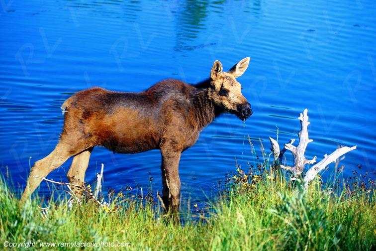 Elan Moose  Grandd Teton national park Wyoming USA