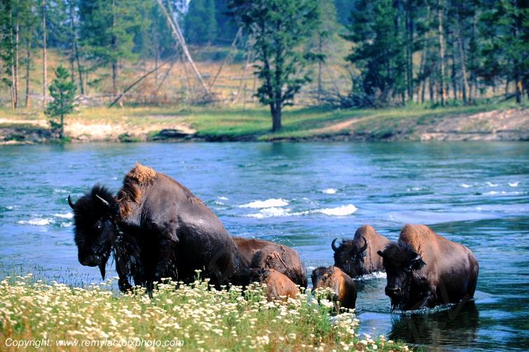 American buffaloes bisons d'Am�rique Yellowstone river
