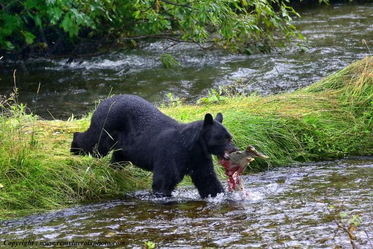 Ours Noir Black Bear Fish Creek Alaska USA www.remylacroixphoto.com