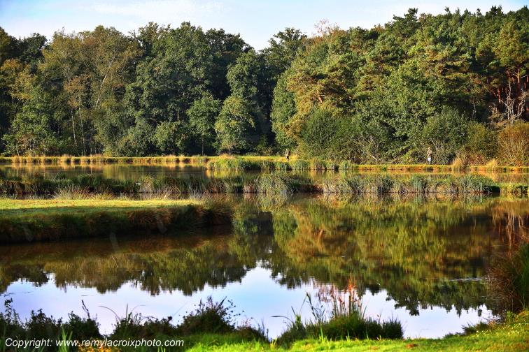 Pansarde Ingrannes for�t d'Orl�ans Loiret Centre Val de Loire France www.remylacroixphoto.com