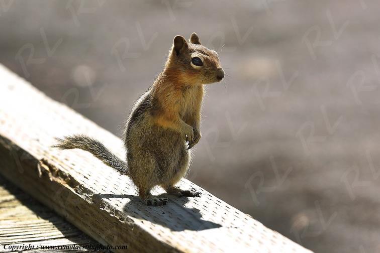 Golden mantled Ground Squirrel Yellowstone National Park Wyoming USA www.remylacroixphoto.com