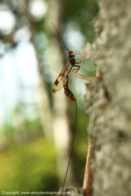 Rhysse cannelle Hym�nopt�res Ichneumonid�s Megarhyssa macrurus lunator www.remylacroixphoto.com