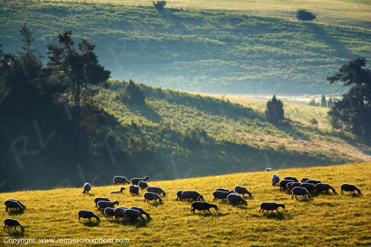 Tourbi�re du Long�roux moutons plateau de Millevaches Corr�ze Limousin France