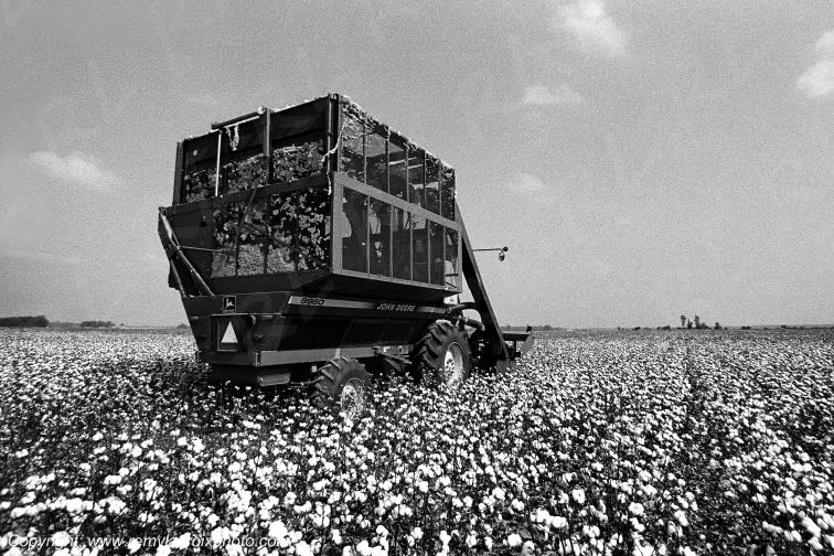 Mississippi River Cotton Field Harvest R�colte du coton Mississippi USA www.remylacroixphoto.com