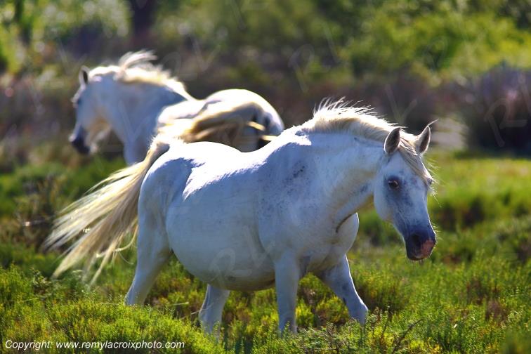 Chevaux Camarguais Camargue Bouches du Rh�ne Provence Alpes C�te d'Azur France www.remylacroixphoto.com