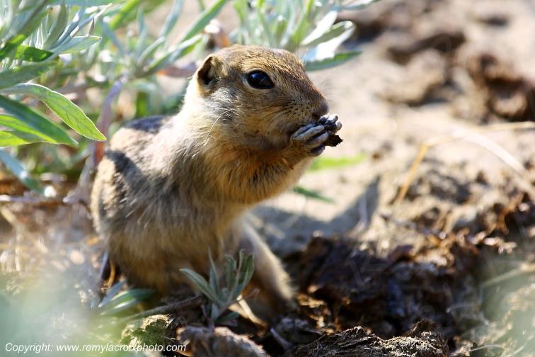 Prairie dog Chien de prairie Castle Butte Saskatchewan Canada www.remylacroixphoto.com