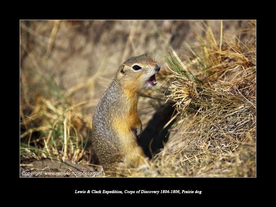 Lewis & Clark Expedition Corps of Discovery 1804-1806 Prairie Dog