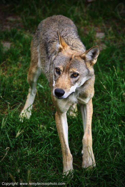 Les loups du G�vaudan Sainte Lucie Loz�re Languedoc-Roussillon Occitanie France www.remylacroixphoto.com