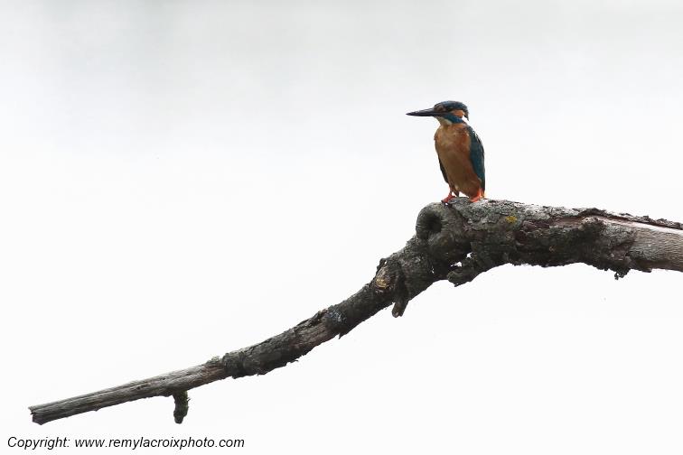 Martin p�cheur Parc Naturel R�gional de la Brenne Centre Val de Loire France www.remylacroixphoto.com