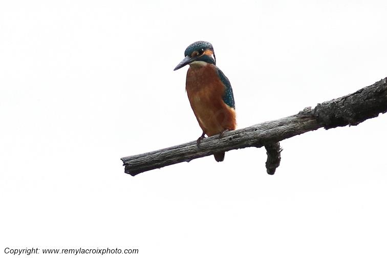 Martin p�cheur Parc Naturel R�gional de la Brenne Centre Val de Loire France www.remylacroixphoto.com
