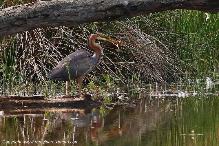 H�ron poupr� Parc Naturel R�gional de la Brenne Centre Val de Loire France www.remylacroixphoto.com