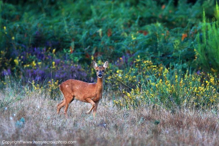 Tron�ais chevreuil for�t Allier Auvergne France