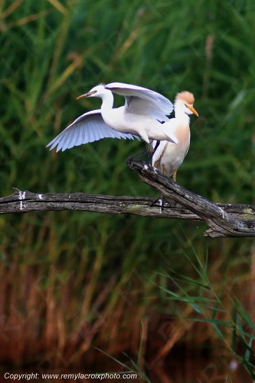 H�rons garde-boeufs Parc Naturel R�gional de la Brenne Centre Val de Loire France www.remylacroixphoto.com