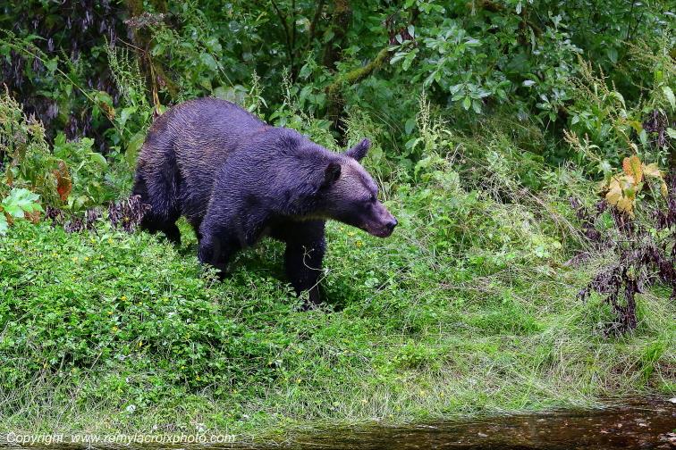 Grizzly Bear Ours Brun Fish Creek Alaska USA www.remylacroixphoto.com