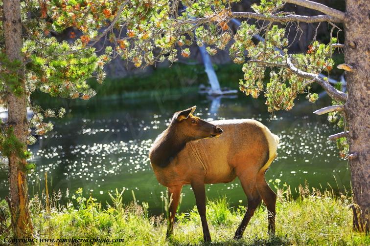 Wapiti Yellowstone National Park Wyoming USA www.remylacroixphoto.com