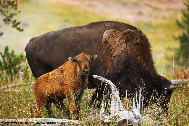 Bisons d'Am�rique american buffaloes Yellowstone National Park Wyoming USA www.remylacroixphoto.com
