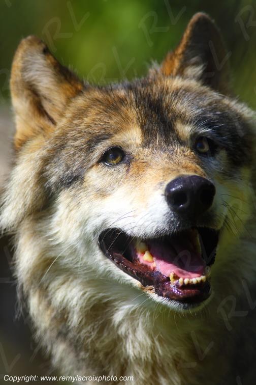 Loups du G�vaudan Sainte Lucie Loz�re Languedoc-Roussillon Occitanie France www.remylacroixphoto.com