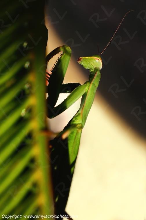 Mante Religieuse Champagne Berrichonne Cher Berry Val de Loire www.remylacroixphoto.com