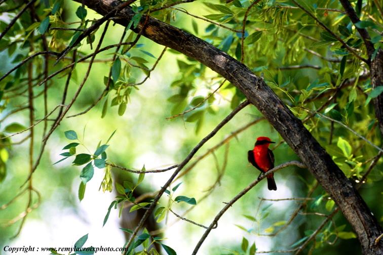 Vermilion Fly Catcher Big Bend National Park Texas USA www.remylacroixphoto.com
