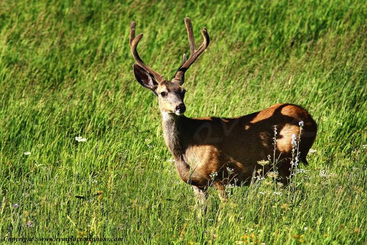 Mule Deer Yellowstone National Park Wyoming USA www.remylacroixphoto.com