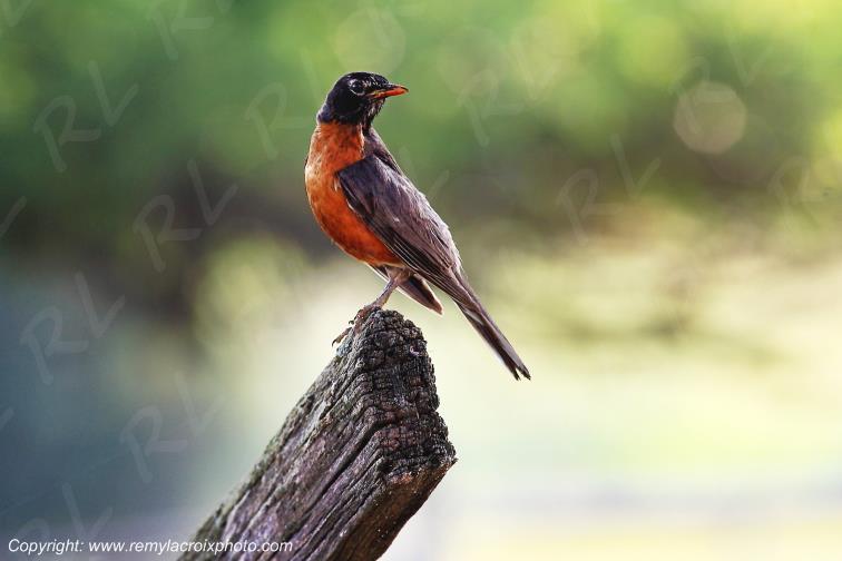 American Robin Shenandoah Valley Mount Crawford Shenandoah Valley Virginia Virginie USA www.remylacroixphoto.com