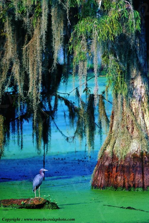 Aigrette Bleue bayou Martin lake Lousiane Louisiana USA www.remylacroixphoto.com