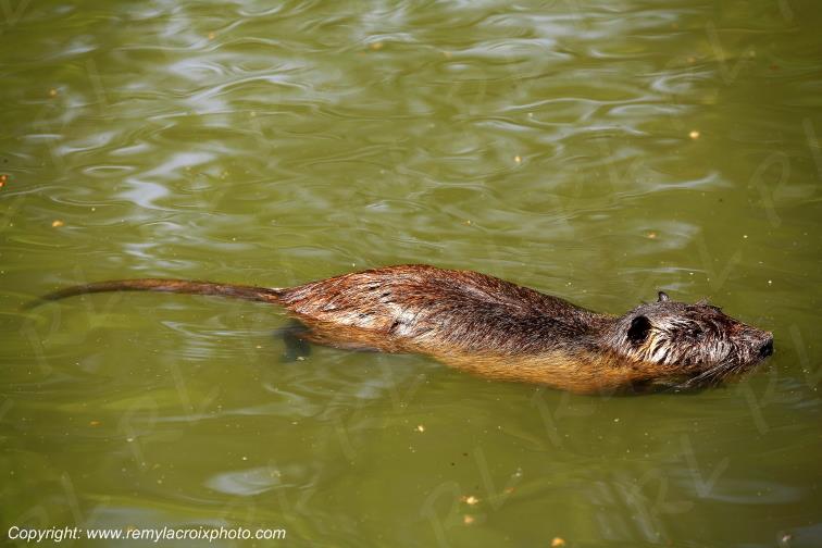 Ragondin Canal de Briare Loiret Centre Val de Loire France www.remylacroixphoto.com