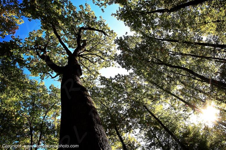 Tron�ais ch�ne Emile Guillaumin for�t Allier Auvergne France