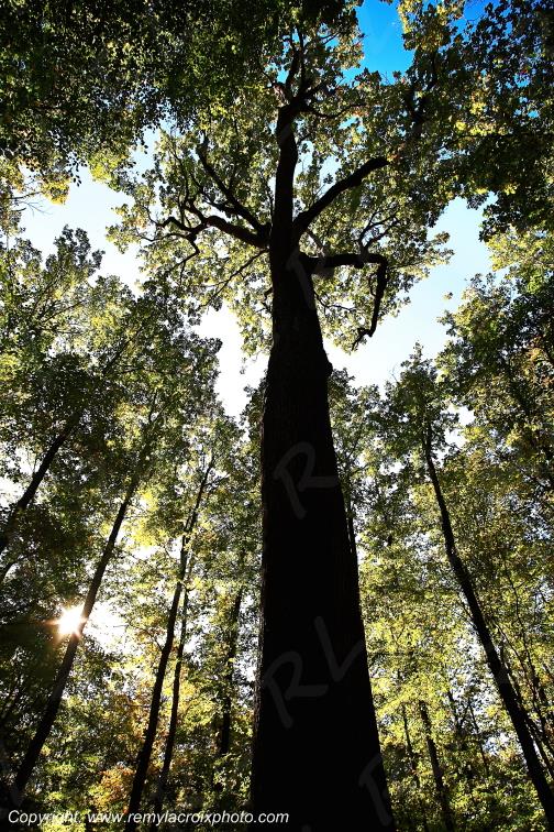 Tron�ais ch�ne Emile Guillaumin for�t Allier Auvergne France
