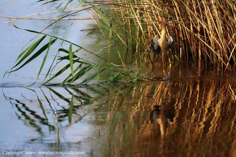 Blongios nain Parc Naturel R�gional de la Brenne Centre Val de Loire France www.remylacroixphoto.com