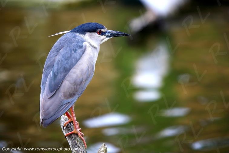 Bihoreau gris r�serve naturelle Allier Auvergne France France