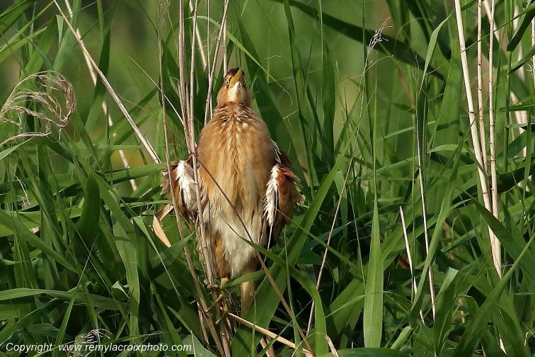 Blongios nain Parc Naturel R�gional de la Brenne Centre Val de Loire France www.remylacroixphoto.com