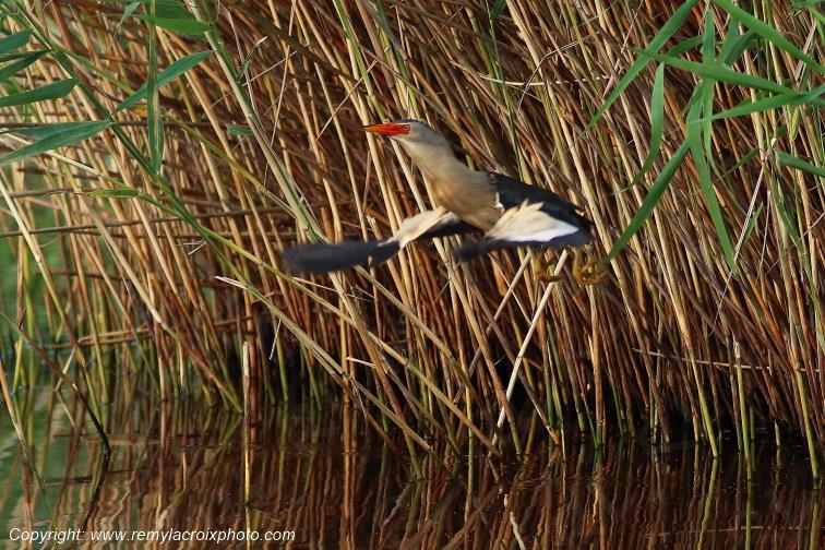 Blongios nain en vol Parc Naturel R�gional de la Brenne Centre Val de Loire France www.remylacroixphoto.com