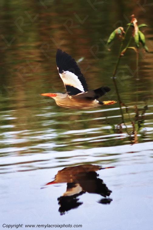 Blongios nain en vol Parc Naturel R�gional de la Brenne Centre Val de Loire France www.remylacroixphoto.com