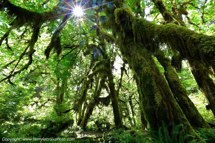 Hoh Rain Forest Olympic National Park Washington USA www.remylacroixphoto.com
