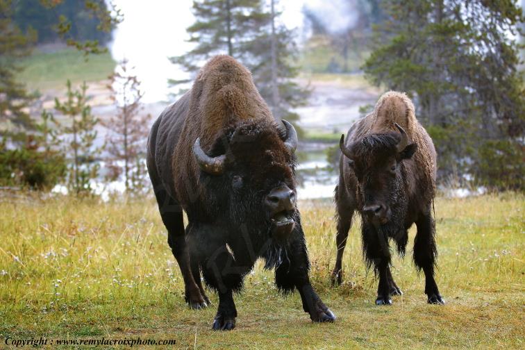 Bisons d'Am�rique american buffaloes Yellowstone National Park Wyoming USA www.remylacroixphoto.com