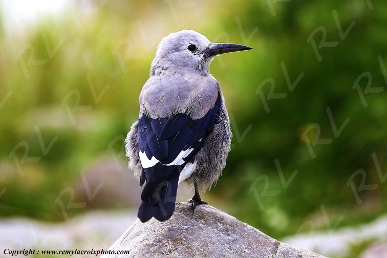 Cassenoix d'Am�rique Lake Louise Banff National Park Alberta Canada