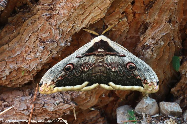 Grand paon de nuit Papillon de nuit Val de Bouzanne Indre Centre Val de Loire www.remylacroixphoto.com