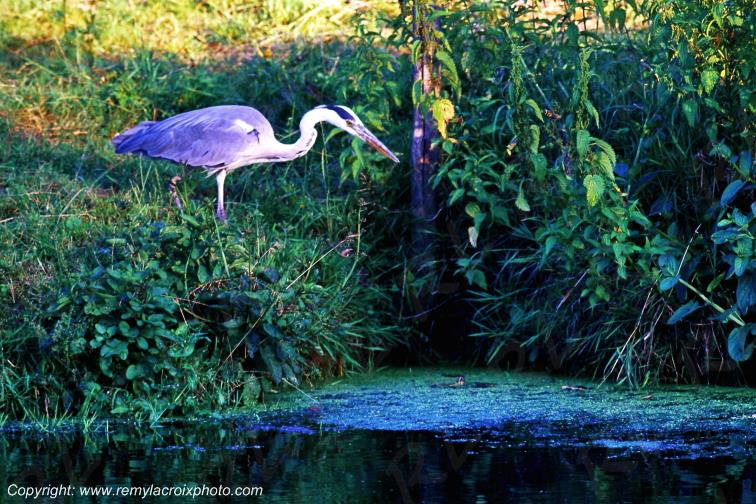 H�ron cendr� Marais Poitevin Deux-S�vres Poitou Charentes France www.remylacroixphoto.com