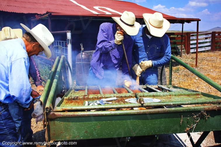 Big Bend cow-boys Hughes Ranch marquage du b�tail Texas USA www.remylacroixphoto.com